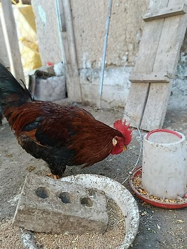 Үй жаныбарлары: Сатам | Короздор | Көбөйтүү үчүн — 3