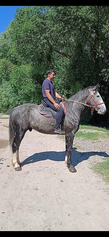 Продам с/х животных: Продаю | Конь (самец), Жеребец | Кара Жорго | Для разведения, Рабочий, Конный спорт | Племенные, Осеменитель — 3