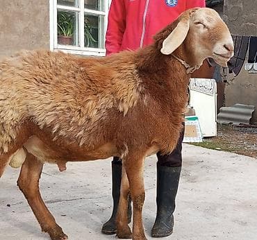 сөөл жан: Сатам | Кочкор (эркек) | Арашан | Көбөйтүү үчүн — 1