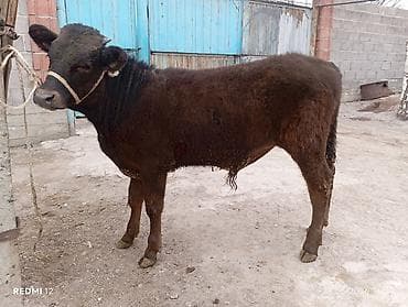 сементал уйлар: Продаю | Бык (самец) | На откорм | Привязанные — 3