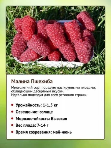 malina.kg продажа малины оптом в бишкеке новопокровка фото: Саженцы малины сорта Пшехиба - Крупноплодный десертный сорт. Ягоды — 4