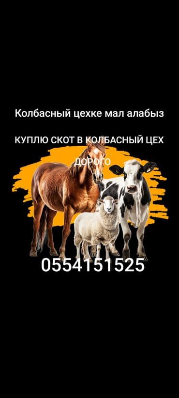 продам охотничью собаку: Куплю | Коровы, быки — 2