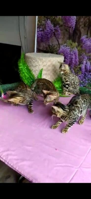 новорожденные котята: Бенгальские котята Проф.Питомник Бен Гла Мур предлагает.чудесных — 3
