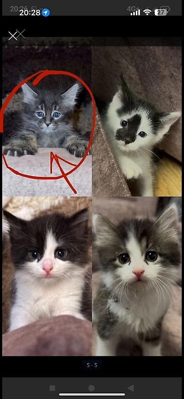 Майнкун метис Котя Отец - дворовой крутыш🥇 Мать - Майнкун Котятам