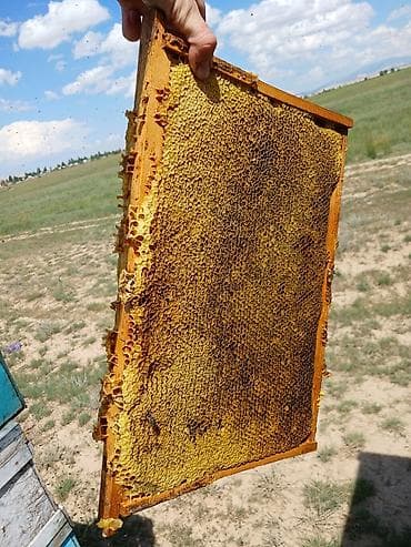 Продукты питания: Продаю свежий мёд откачка июнь. Разнотравье+ эспарцет. Оптом — 2