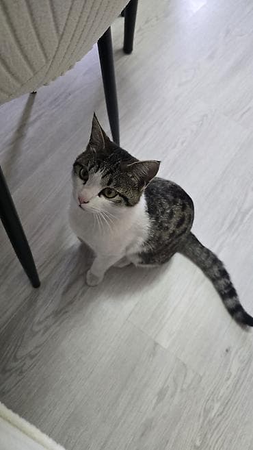 где можно взять кошку бесплатно: Отдаем этого красавца в дорые руки. Мальчик очень ласковый, и ему — 1