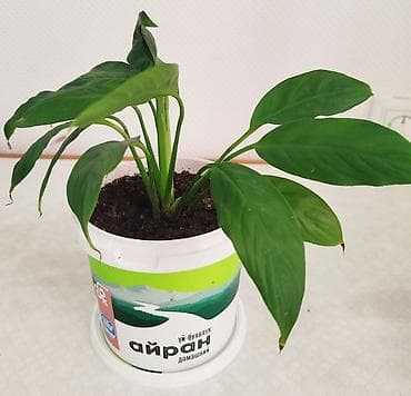 тигровое: Сансевиерия -тещин язык, высота 65-70 см -250 сом. Тигровый алоэ,7 см — 9