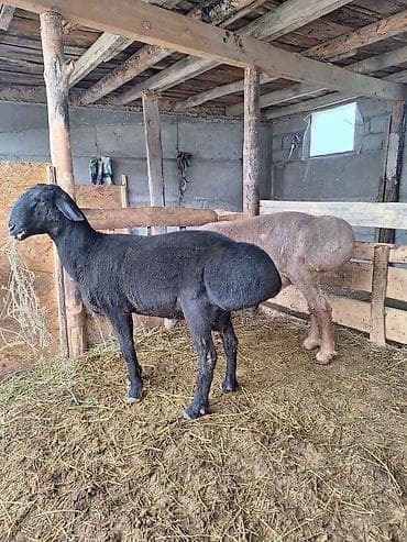 кошка мышык: Сатам | Кочкор (эркек) | Гиссар | Көбөйтүү үчүн | Асыл тукумдуу — 2