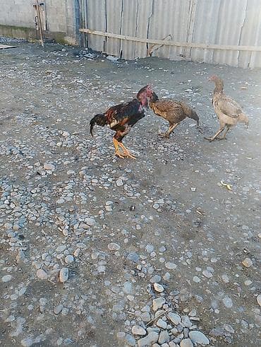 черная курица купить: Продаю | Петух | Бойцовая | Для разведения — 3