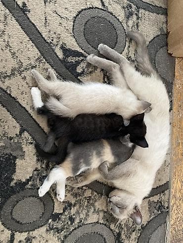 пит: Котята от домашней кошки с сиамским окрасом. - Помёт разноокрасочный — 2