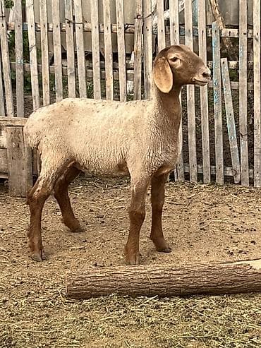 куплю козы: Продаю | Ягненок | Для разведения — 3