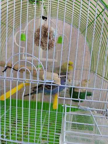другие животные: Волнистые попугаи. В комплекте клетка, кормушка и т д. учатся — 3