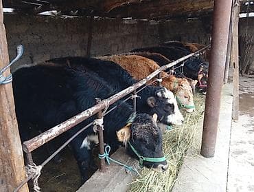 тайган щенок: Продаю | Бык (самец) | Швицкая | На откорм — 1