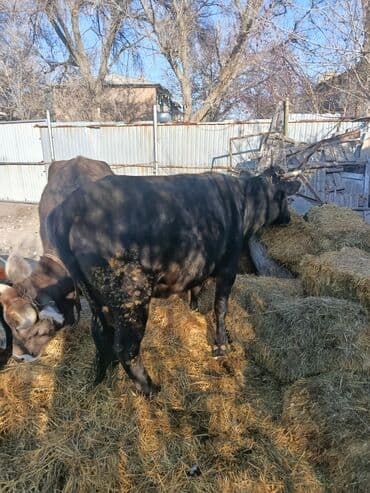 купить собаку доберман в бишкеке: Продаю | Бык (самец) | На откорм | Племенные — 2