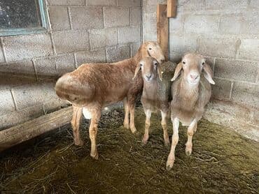 отдам даром вислоухого котенка: Продаю | Ягненок | Арашан | Для разведения | Осеменитель — 1