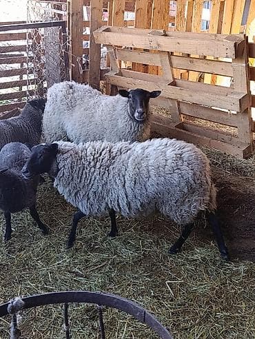 самоед собака: Продаю | Овца (самка) | Для разведения | Матка — 5