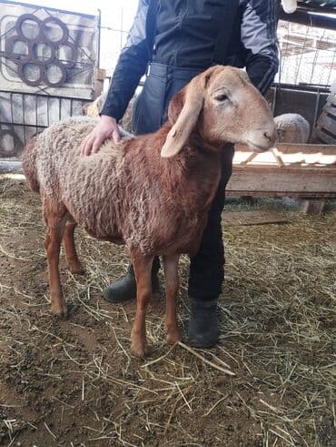 продажа кормов для сельскохозяйственных животных: Продаю | Жеребенок | Конный спорт — 9