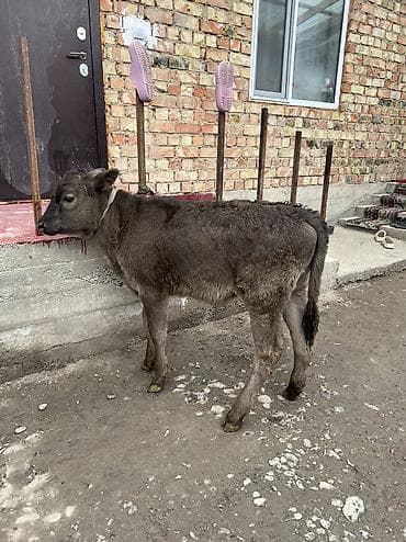 породистые кошки бишкек: Продаю | Тёлка | Алатауская | Для разведения — 2