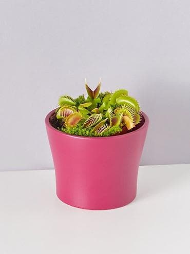 Дом и сад: Венерина мухоловка (Dionaea muscipula) в горшке - Хищное комнатное — 1