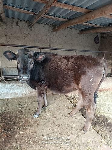 Грызуны: Продаю | Музоо, торпок | На откорм | Привязанные — 2