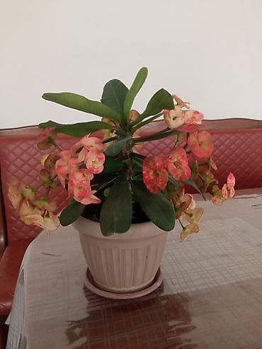 Эуфорбия Миля (Euphorbia milii, «Корона Христа») в горшке - — 1