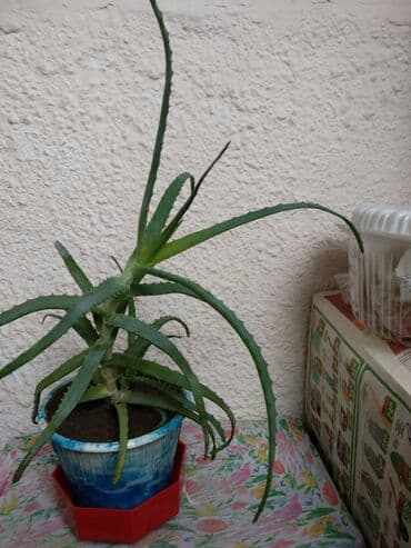 купить семена люцерна: Продаю Алоэ натуральныйиммуномодулятор экоцветок -для взрослых и — 2