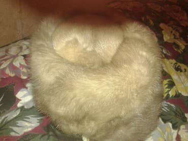 шапка с ушками которые поднимаются купить: Норковая шапка-таблетка, бежевого цвета.Окружность головы 57 см.Очень — 2