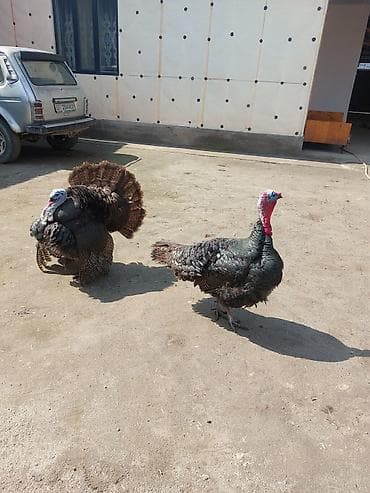 комнатные собаки: Продаю | Индюк (самец) | Для разведения | Племенные — 2