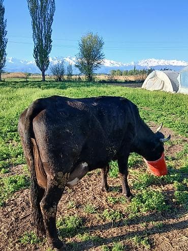 бишкек ит базар: Сатам | Уй (ургаачы) | Алатоолук | Сүт алуу үчүн — 4