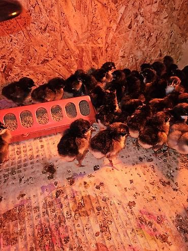 котные матки: Продаю | Цыплята | Для разведения — 10