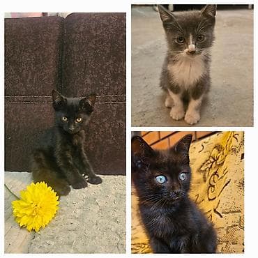 кошка котёнок: Котята в добрые руки - Возраст:2 месяца Ищут заботливых хозяев — 1