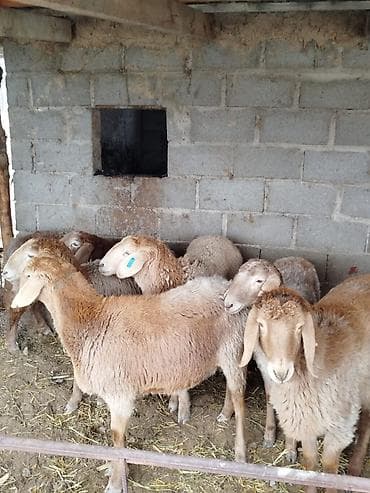 кой козусу: Продаю | Овца (самка) | Арашан | Для разведения | Матка — 4