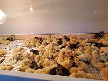 павлин бишкек: Бөдөнүн балапандары сатылат!!! алрес Бишкек мкр Тунгуч. Продаю!!! — 2