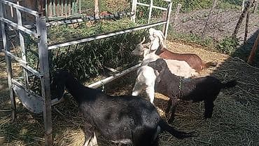 зааненские козы фото: Продаю | Коза (самка), Козёл (самец), Козлёнок | Полукровка, Зааненская | На забой, Для разведения, Для молока | Племенные, Осеменитель — 5