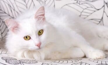 шотландская коричневая кошка: Ангорская, 2 месяца, Мальчик, Белый, Приучена к лотку — 2