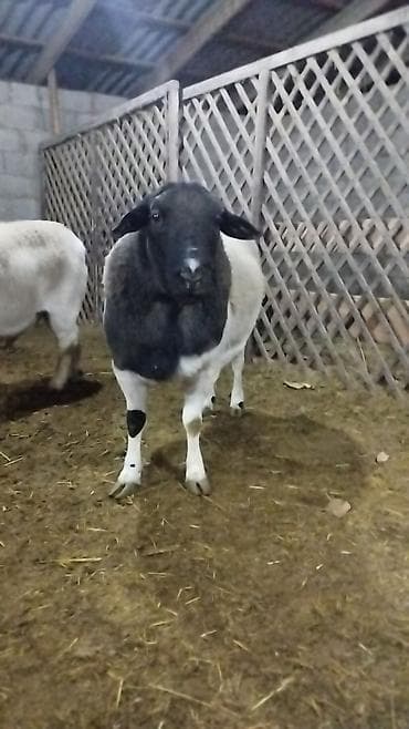 баран ягнята: Продаю | Баран (самец) | Для разведения | Племенные — 5