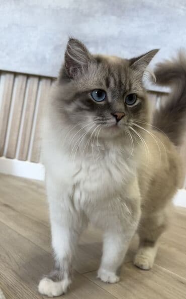 британская шоколадная кошка: Рэгдолл, 2 года, Мальчик, Приучена к лотку — 4