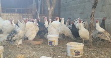 продажа кормов для сельскохозяйственных животных: Продаю | Индюшка (самка), Индюк (самец), Индюшата | На забой, Для разведения — 2