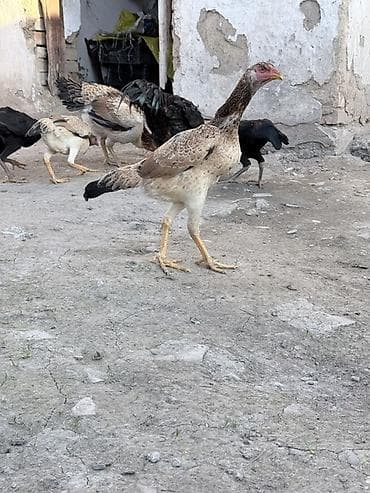 номер приюта для животных бишкек: Продаю | Куры | Бойцовая | Для разведения — 2