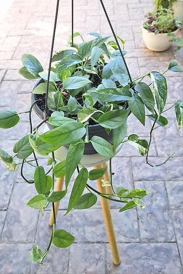 лоза: Эпипремнум Cebu Blue и Pothos Pinnatum White в одном горшке. - Объём — 1