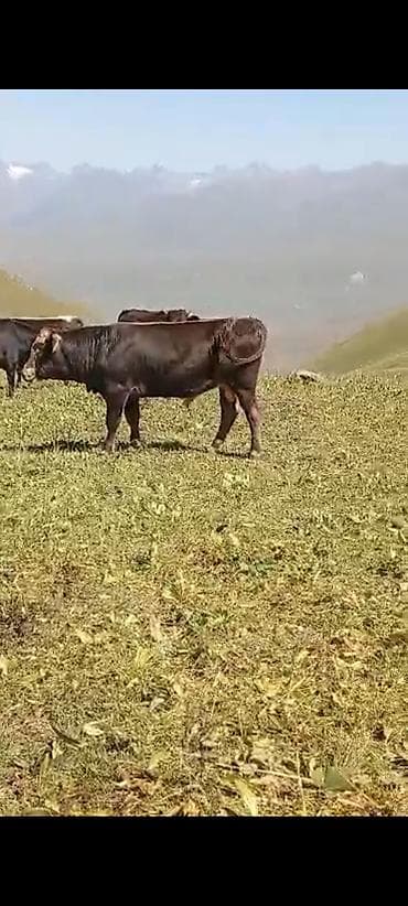 продам курей: Продаю | Бык (самец) | На откорм | Племенные — 4