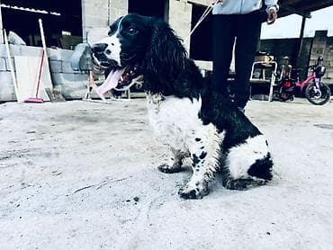 стерилизация собак бишкек цена: Спаниель, 1 жаш, Эркек — 4