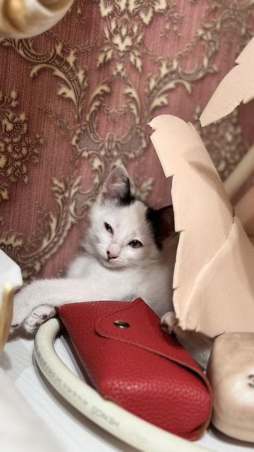 Мышыктар: Отдам в добрые руки 🤗Котёнок, белый с чёрными пятнышками .К лотку — 6