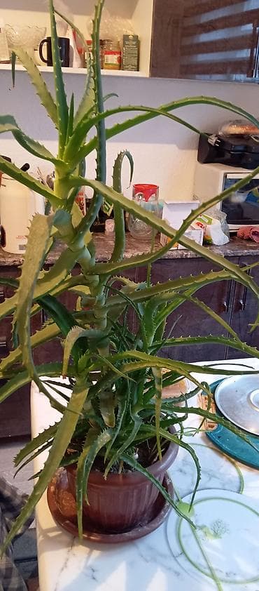 антуриум купить: Алоэ (в горшке) - Крупное комнатное растение алоэ с несколькими — 1