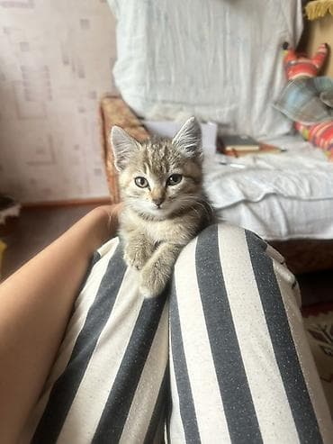 подвеска кошка: Кошка даром: Беспородная, 2 месяца, Девочка, Приучена к лотку — 8