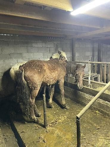 животные лошадь: Продаю | Жеребец | Рабочий — 5