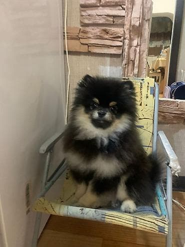 собаки лайки: Шпиц, 5 месяцев, Самец — 1