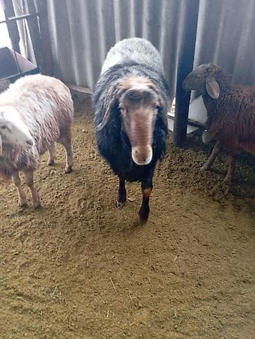 Грызуны: Продаю | Баран (самец) | Для разведения | Осеменитель — 2