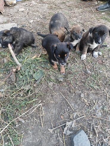 чихуахуа цены: Щенки метисы среднего размера. Будут хорошие охранники - На фото — — 4