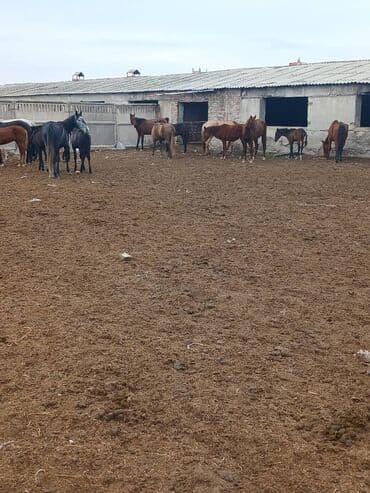 купить домик для кошки недорого: Продаю | Кобыла (самка) | Для разведения | Племенные — 3